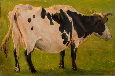 Black and white cow standing (Study)
